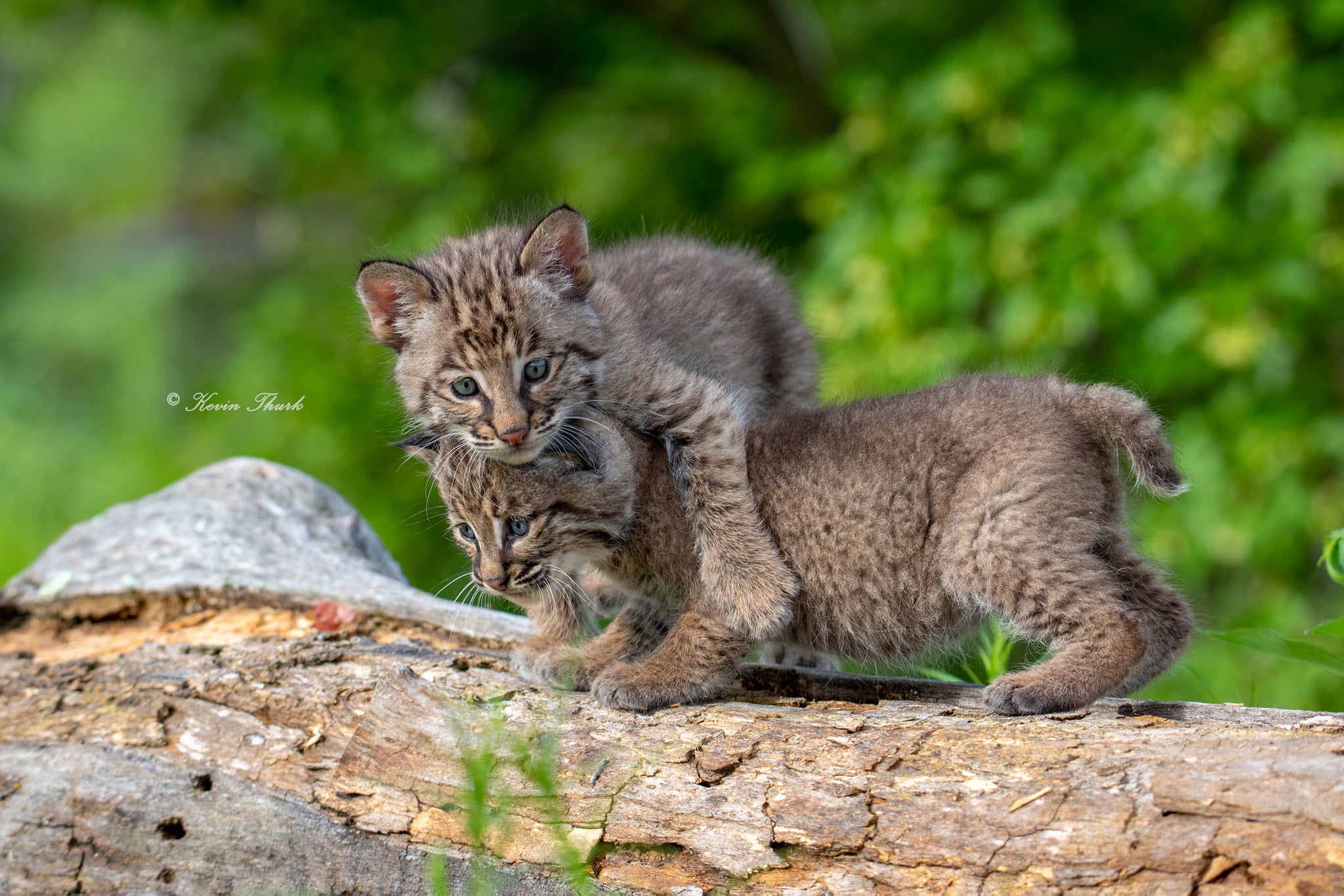 Bobcat Kittens playing | Kevin Thurk Photography