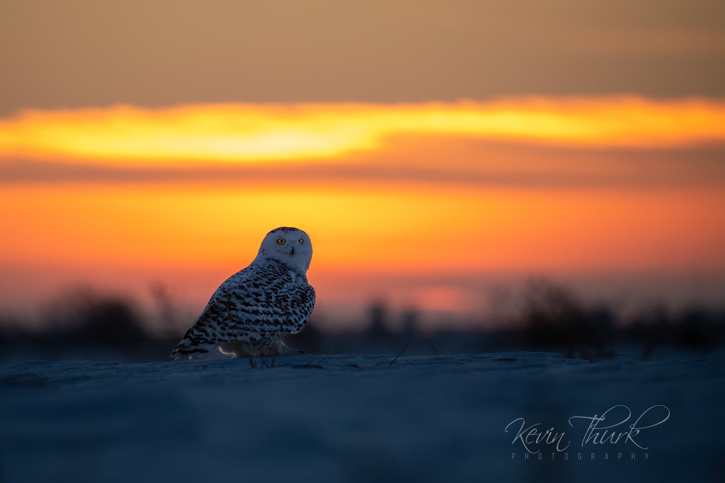 Snowy Owls Kevin Thurk Photography snowy-owls-kevin-thurk-photography