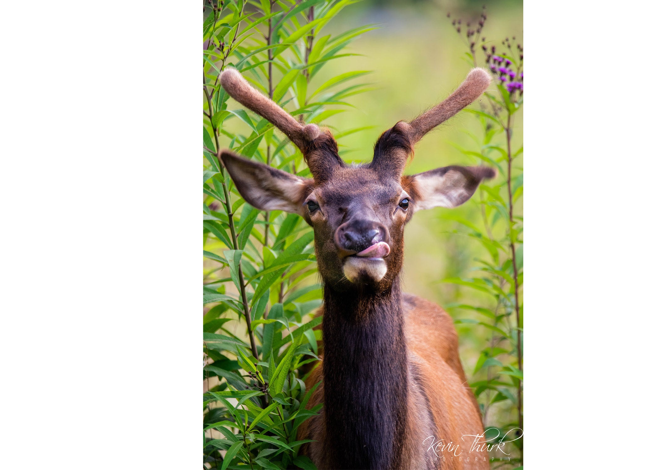 Young Elk Tongue out print | Kevin Thurk Photography