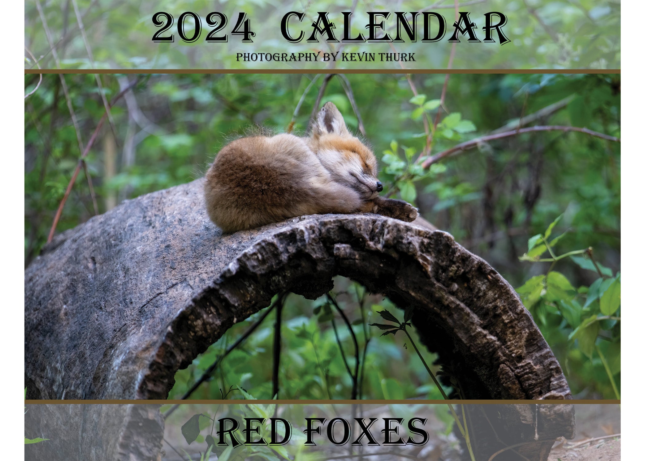 2024 Fox Calendar Kevin Thurk Photography